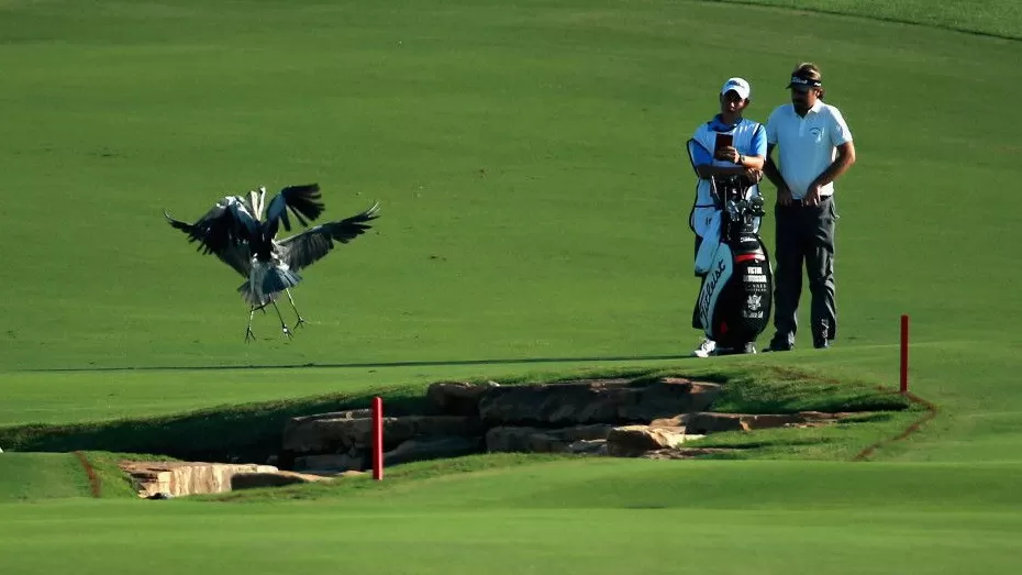 果岭上的动物王国：当高尔夫与大自然不期而遇-第1张图片-康盛风体育资讯官网 - 专业体育赛事报道与运动服饰潮流指南平台