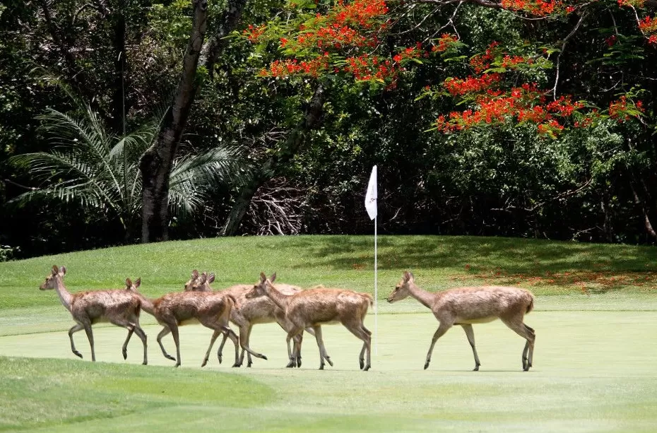 果岭上的动物王国：当高尔夫与大自然不期而遇-第2张图片-康盛风体育资讯官网 - 专业体育赛事报道与运动服饰潮流指南平台