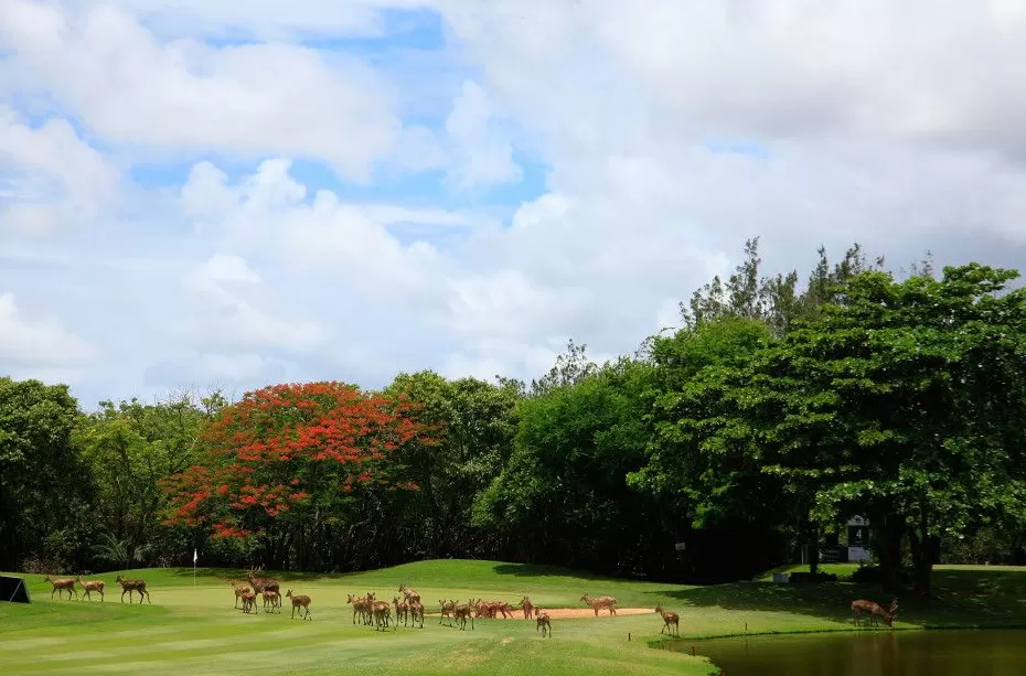 果岭上的动物王国：当高尔夫与大自然不期而遇-第5张图片-康盛风体育资讯官网 - 专业体育赛事报道与运动服饰潮流指南平台